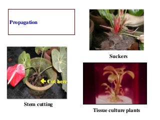 Propagation
 Cut here
Suckers
Stem cutting
Tissue culture plants
 