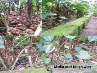 Media used for growing
 