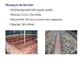 Planting in the flat beds
• Soil incorporated with organic matter.
• Bed size 1.2 to 1.4m width.
• Raised beds (45 cm) to avoid water stagnation.
• Spacing : 60 x 60cm
 