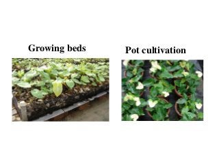 Growing beds Pot cultivation
 