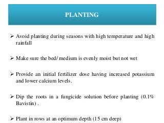 PLANTING
 Avoid planting during seasons with high temperature and high
rainfall
 Make sure the bed/ medium is evenly moist but not wet
 Provide an initial fertilizer dose having increased potassium
and lower calcium levels.
 Dip the roots in a fungicide solution before planting (0.1%
Bavistin) .
 Plant in rows at an optimum depth (15 cm deep)
 