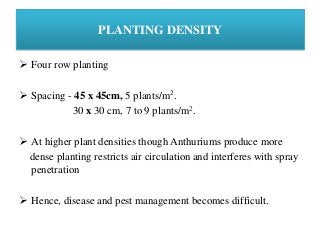 PLANTING DENSITY
 Four row planting
 Spacing - 45 x 45cm, 5 plants/m2.
30 x 30 cm, 7 to 9 plants/m2.
 At higher plant densities though Anthuriums produce more
dense planting restricts air circulation and interferes with spray
penetration
 Hence, disease and pest management becomes difficult.
 