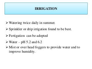 IRRIGATION
 Watering twice daily in summer.
 Sprinkler or drip irrigation found to be best.
 Fertigation can be adopted
 Water – pH 5.2 and 6.2
 Mist or over head foggers to provide water and to
improve humidity.
 