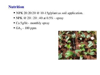 Nutrition
 NPK 20:20:20 @ 10-15g/plant as soil application.
 NPK @ 20 : 20 : 40 at 0.5% - spray
 Ca 5g/lit - monthly spray
 GA3 - 100 ppm
 
