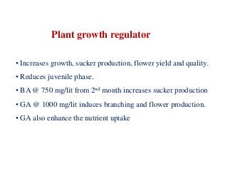Plant growth regulator
• Increases growth, sucker production, flower yield and quality.
• Reduces juvenile phase.
• BA @ 750 mg/lit from 2nd month increases sucker production
• GA @ 1000 mg/lit induces branching and flower production.
• GA also enhance the nutrient uptake
 