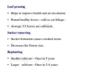 Leaf pruning
• Helps to improve health and air circulation.
• Pruned healthy leaves - sold as cut foliage.
• Average 3-5 leaves are sufficient.
Sucker removing
• Sucker formation causes crooked stems.
• Decreases the flower size.
Replanting
• Smaller cultivars - Once in 5 years
• Larger cultivars - Once in 3-4 years
 