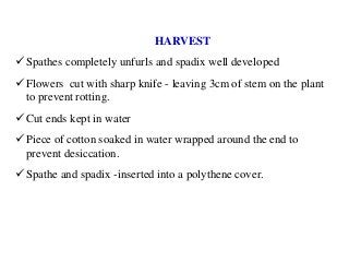 HARVEST
 Spathes completely unfurls and spadix well developed
 Flowers cut with sharp knife - leaving 3cm of stem on the plant
to prevent rotting.
 Cut ends kept in water
 Piece of cotton soaked in water wrapped around the end to
prevent desiccation.
 Spathe and spadix -inserted into a polythene cover.
 