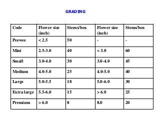 Code Flower size
(inch)
Stems/box Flower size
(inch)
Stems/box
Peewee < 2.5 50 - -
Mini 2.5-3.0 40 < 3.0 60
Small 3.0-4.0 30 3.0-4.0 45
Medium 4.0-5.0 25 4.0-5.0 40
Large 5.0-5.5 18 5.0-6.0 30
Extra large 5.5-6.0 15 > 6.0 25
Premium > 6.0 8 8.0 20
GRADING
 