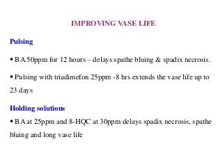 IMPROVING VASE LIFE
Pulsing
 BA 50ppm for 12 hours – delays spathe bluing & spadix necrosis.
 Pulsing with triadimefon 25ppm -8 hrs extends the vase life up to
23 days
Holding solutions
 BA at 25ppm and 8-HQC at 30ppm delays spadix necrosis, spathe
bluing and long vase life
 