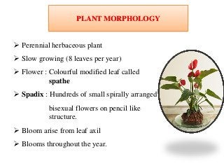 PLANT MORPHOLOGY
 Perennial herbaceous plant
 Slow growing (8 leaves per year)
 Flower : Colourful modified leaf called
spathe
 Spadix : Hundreds of small spirally arranged
bisexual flowers on pencil like
structure.
 Bloom arise from leaf axil
 Blooms throughout the year.
 