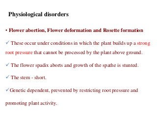 • Flower abortion, Flower deformation and Rosette formation
 These occur under conditions in which the plant builds up a strong
root pressure that cannot be processed by the plant above ground.
 The flower spadix aborts and growth of the spathe is stunted.
 The stem - short.
Genetic dependent, prevented by restricting root pressure and
promoting plant activity.
Physiological disorders
 