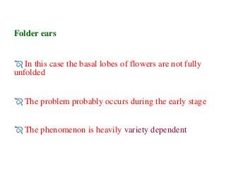 Folder ears
 In this case the basal lobes of flowers are not fully
unfolded
 The problem probably occurs during the early stage
 The phenomenon is heavily variety dependent
 
