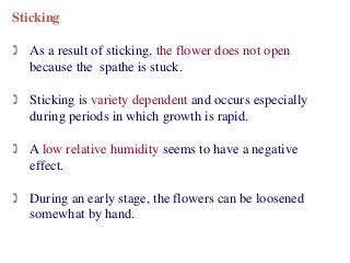 Sticking
 As a result of sticking, the flower does not open
because the spathe is stuck.
 Sticking is variety dependent and occurs especially
during periods in which growth is rapid.
 A low relative humidity seems to have a negative
effect.
 During an early stage, the flowers can be loosened
somewhat by hand.
 