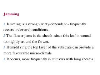Jamming
♪ Jamming is a strong variety-dependent - frequently
occurs under arid conditions.
♪ The flower jams in the sheath, since this leaf is wound
too tightly around the flower.
♪ Humidifying the top layer of the substrate can provide a
more favourable micro-climate
♪ It occurs, more frequently in cultivars with long sheaths.
 