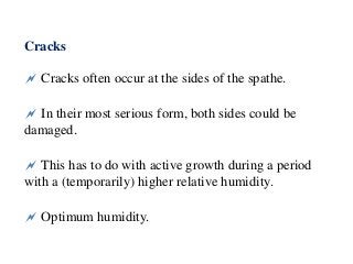 Cracks
 Cracks often occur at the sides of the spathe.
 In their most serious form, both sides could be
damaged.
 This has to do with active growth during a period
with a (temporarily) higher relative humidity.
 Optimum humidity.
 