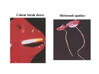 Colour break down Deformed spathes
 