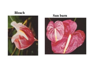 Bleach
Sun burn
 