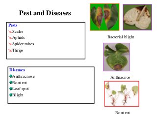 Pest and Diseases
Pests
Scales
Aphids
Spider mites
Thrips
Diseases
Anthracnose
Root rot
Leaf spot
Blight
Bacterial blight
Anthracnos
e
Root rot
 