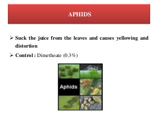 APHIDS
 Suck the juice from the leaves and causes yellowing and
distortion
 Control : Dimethoate (0.3%)
 