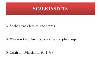 SCALE INSECTS
 Scale attack leaves and stems
 Weaken the plants by sucking the plant sap
 Control : Malathion (0.1 %)
 