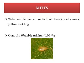 MITES
 Webs on the under surface of leaves and causes
yellow mottling
 Control : Wettable sulphur (0.03 %)
 