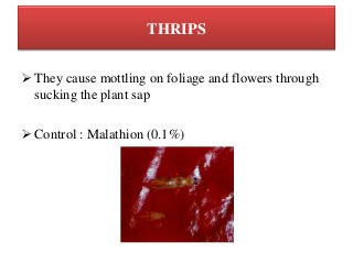 THRIPS
 They cause mottling on foliage and flowers through
sucking the plant sap
 Control : Malathion (0.1%)
 