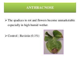 ANTHRACNOSE
 The spadices to rot and flowers become unmarketable
especially in high humid wether.
 Control : Bavistin (0.1%)
 