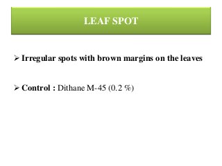 LEAF SPOT
 Irregular spots with brown margins on the leaves
 Control : Dithane M-45 (0.2 %)
 