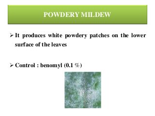 POWDERY MILDEW
 It produces white powdery patches on the lower
surface of the leaves
 Control : benomyl (0.1 %)
 