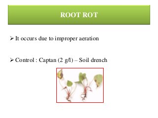 ROOT ROT
 It occurs due to improper aeration
 Control : Captan (2 g/l) – Soil drench
 