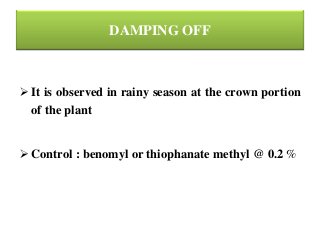 DAMPING OFF
 It is observed in rainy season at the crown portion
of the plant
 Control : benomyl or thiophanate methyl @ 0.2 %
 