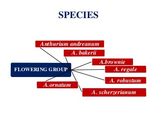 SPECIES
FLOWERING GROUP
Anthurium andreanum
A. bakerii
A.brownie
A. regale
A. robustum
A. scherzerianum
A.ornatum
 