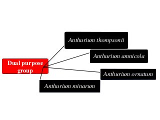 Dual purpose
group
Anthurium thompsonii
Anthurium amnicola
Anthurium ornatum
Anthurium minarum
 