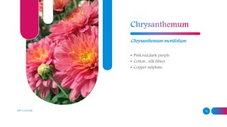 ADD A FOOTER 12
Chrysanthemum morifolium
• Pink,red,dark purple
• Cotton , silk fibres
• Copper sulphate
 