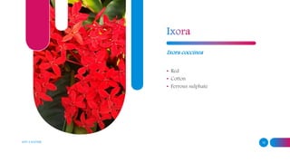 ADD A FOOTER 15
Ixora coccinea
• Red
• Cotton
• Ferrous sulphate
 
