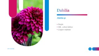 ADD A FOOTER 16
Dahilia sp.
• Purple
• Silk , cotton fabrics
• Copper sulphate
 