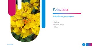 ADD A FOOTER 17
Peitophorum pterocarpum
• Yellow
• Cotton , wool
• Alum
 