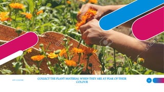 ADD A FOOTER 28
COLLECT THE PLANT MATERIAL WHEN THEY ARE AT PEAK OF THEIR
COLOUR
 