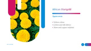 ADD A FOOTER 9
Tagetes erecta
• Yellow colour
• Cotton and silk fabrics
• Alum and copper sulphate
 