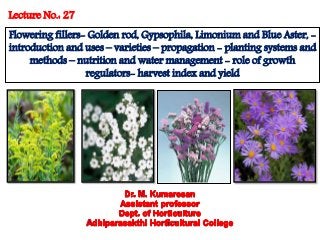 Flowering fillers- Golden rod, Gypsophila, Limonium and Blue aster ...