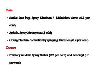 Flowering fillers- Golden rod, Gypsophila, Limonium and Blue aster