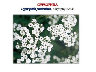 Flowering fillers- Golden rod, Gypsophila, Limonium and Blue aster