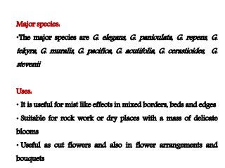 Flowering fillers- Golden rod, Gypsophila, Limonium and Blue aster