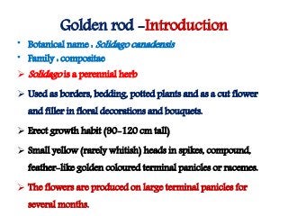 Flowering fillers- Golden rod, Gypsophila, Limonium and Blue aster