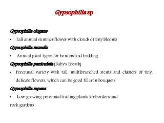 Flowering fillers- Golden rod, Gypsophila, Limonium and Blue aster