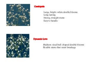 Flowering fillers- Golden rod, Gypsophila, Limonium and Blue aster