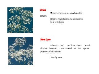 Flowering fillers- Golden rod, Gypsophila, Limonium and Blue aster