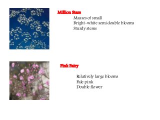 Flowering fillers- Golden rod, Gypsophila, Limonium and Blue aster