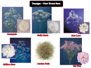 Flowering fillers- Golden rod, Gypsophila, Limonium and Blue aster