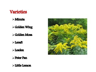 Flowering fillers- Golden rod, Gypsophila, Limonium and Blue aster